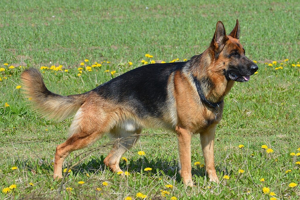 Dog standing in a grassy field with yellow flowers